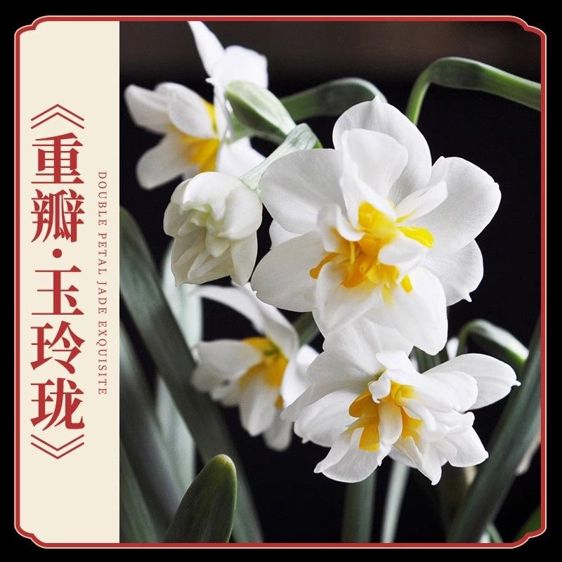 水仙