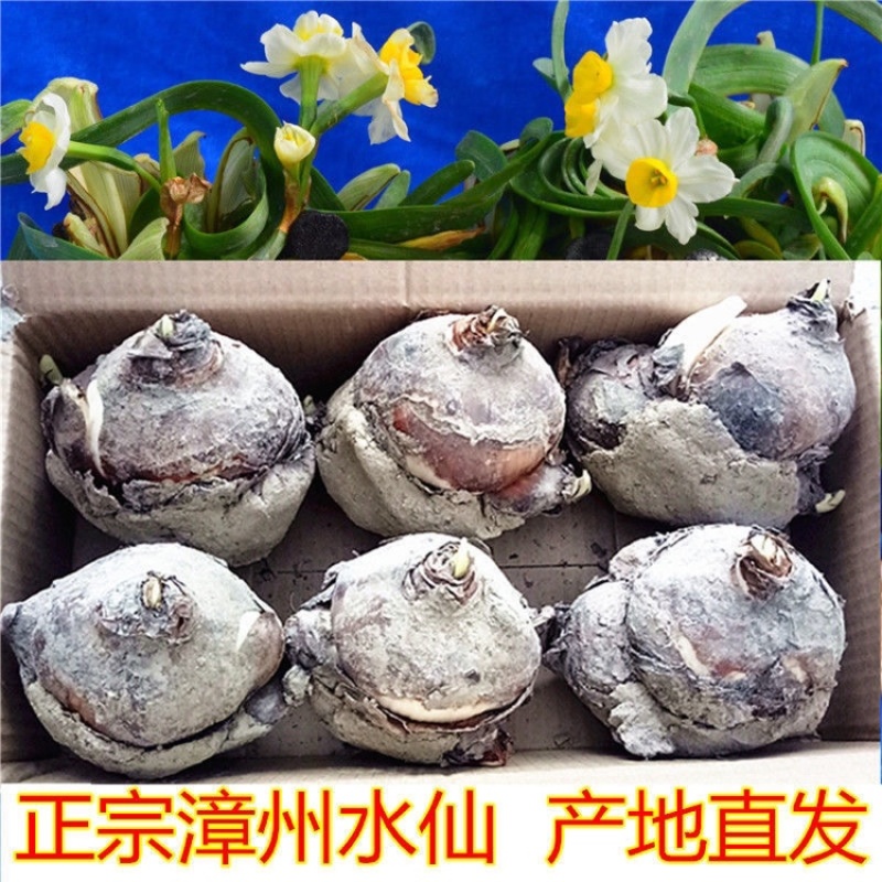 水仙