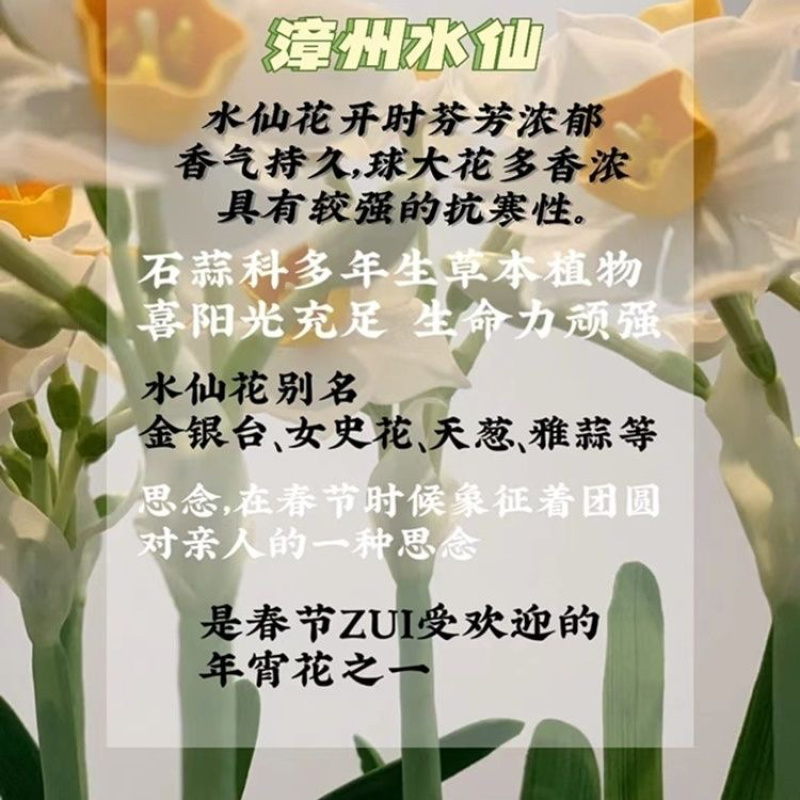 水仙