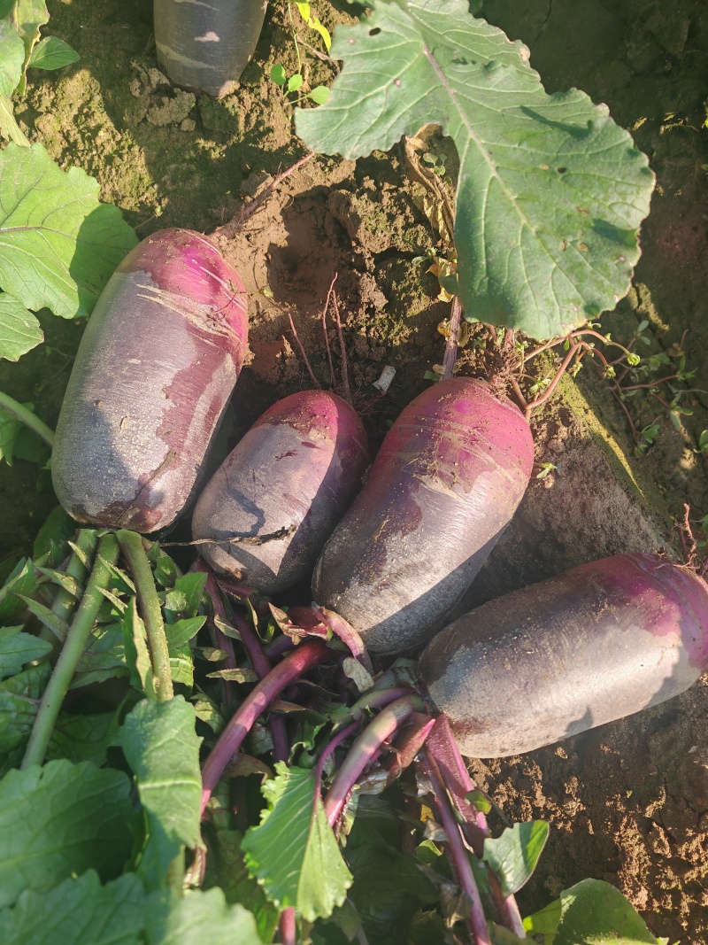冰激凌萝卜水果萝卜基地种植高品质口感好