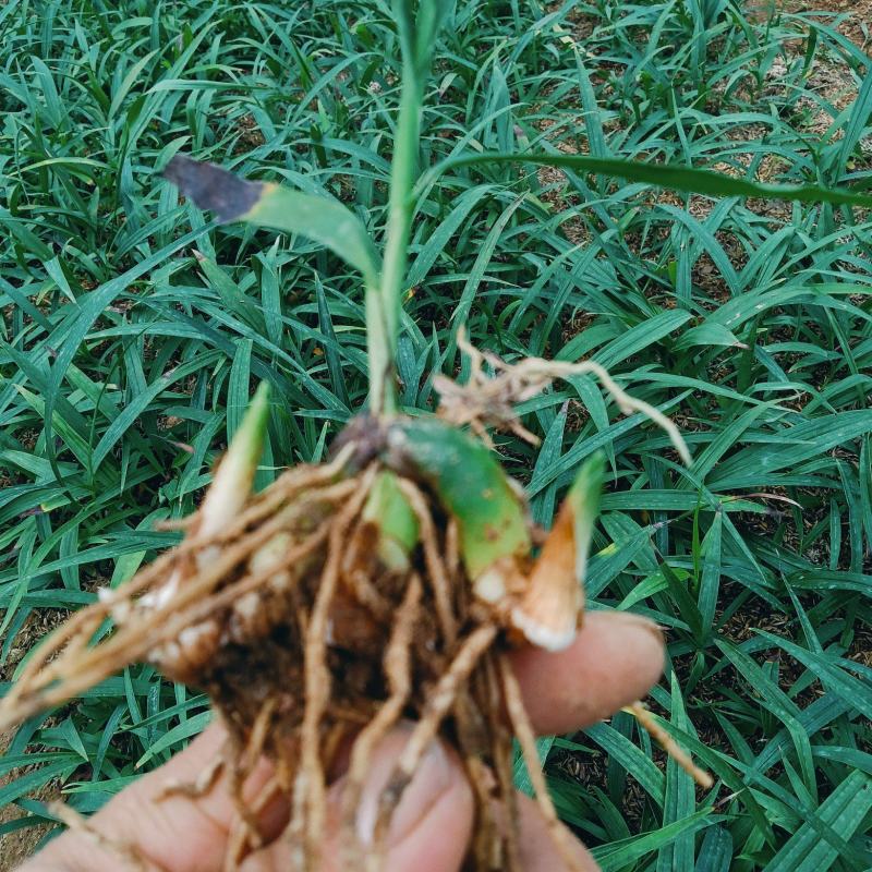 批发白芨苗子陕西基地直供紫花三叉中宽叶白芨苗包邮