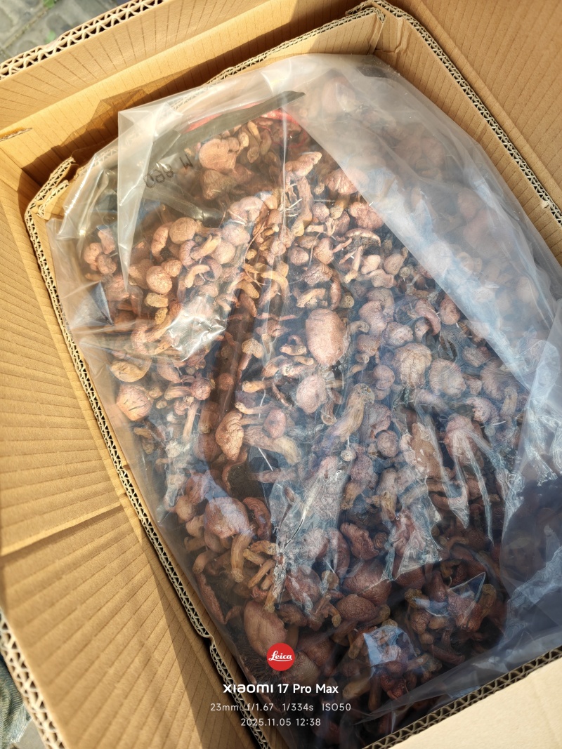 精品辽西红蘑/肉蘑/松伞蘑/铆钉菇，二秋子，腿短，颜色好