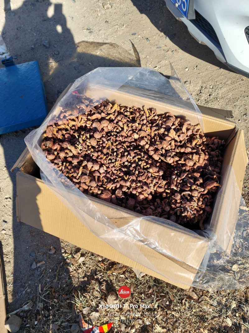 精品辽西红蘑/肉蘑/松伞蘑/铆钉菇，二秋子，腿短，颜色好