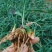批发白芨苗子陕西基地直供紫花三叉中宽叶白芨苗包邮