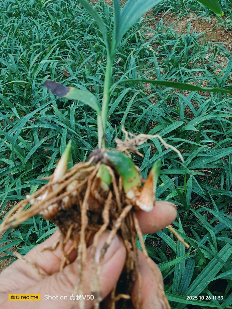 批发白芨苗子陕西基地直供紫花三叉中宽叶白芨苗包邮