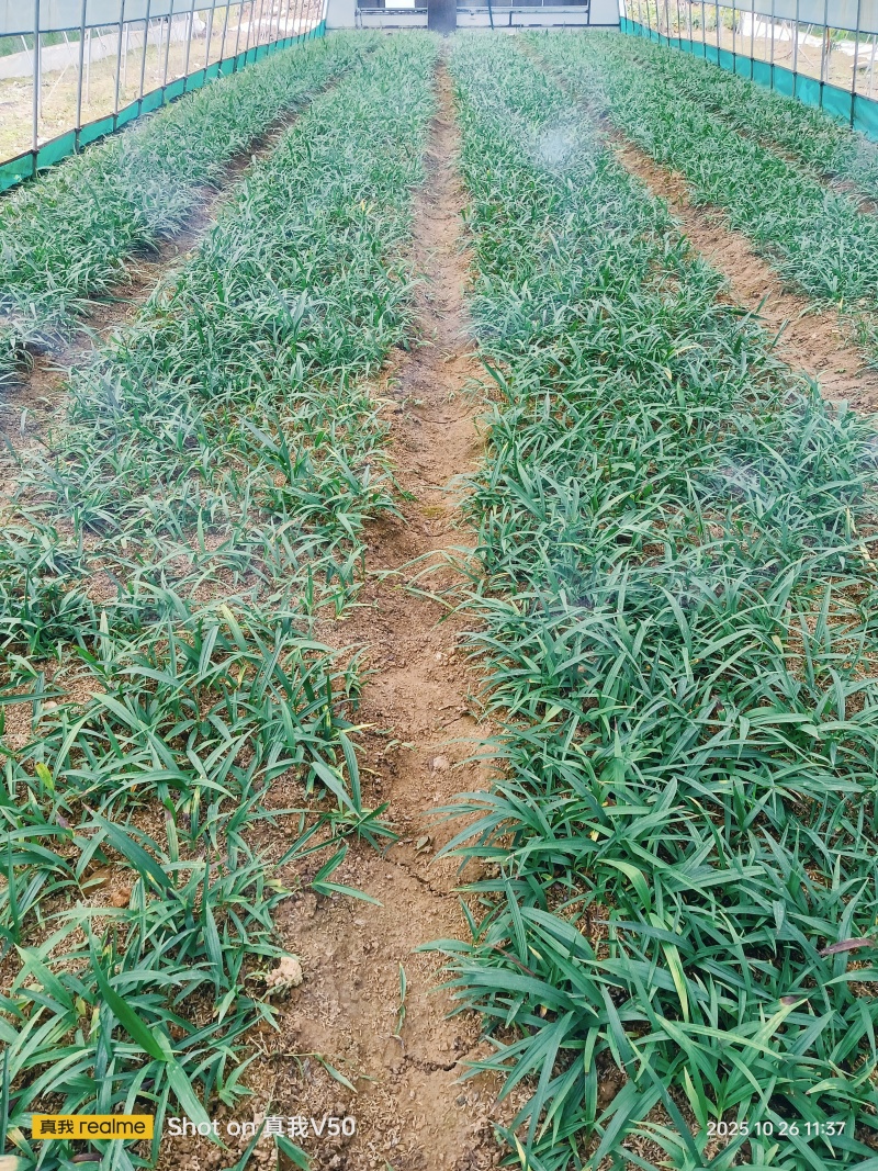 批发白芨苗子陕西基地直供紫花三叉中宽叶白芨苗包邮