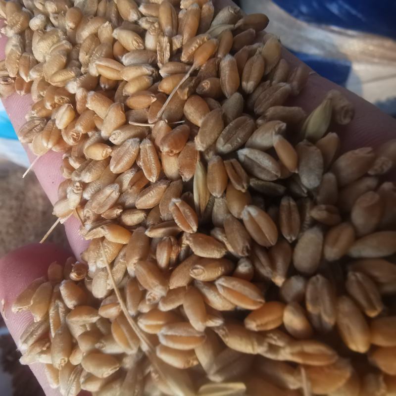 小麦