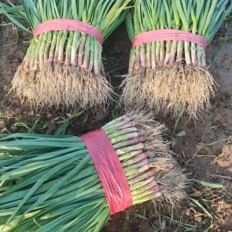 红根蒜苗