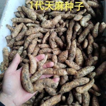 天麻种子一代天麻种子汉中1代天麻种子批发零售