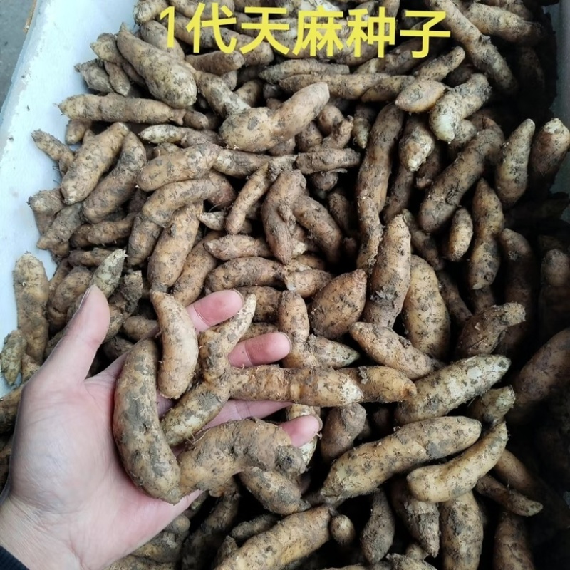 天麻种子一代天麻种子汉中1代天麻种子批发零售