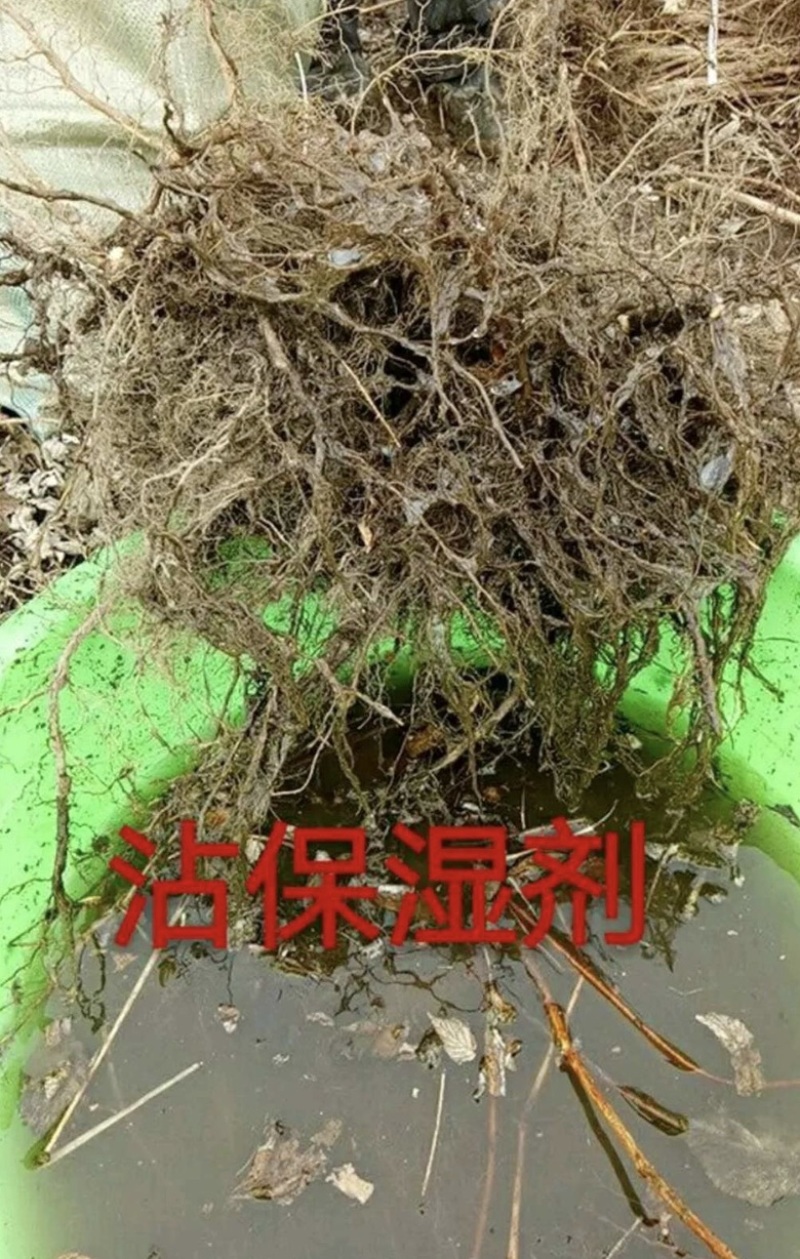 黑树莓苗黑莓苗抗寒品种冬季户外自然过冬特大果