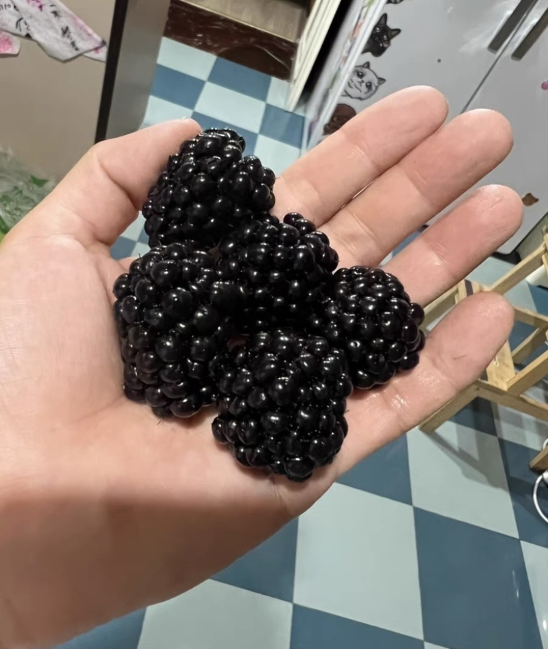 黑树莓苗黑莓苗抗寒品种冬季户外自然过冬特大果