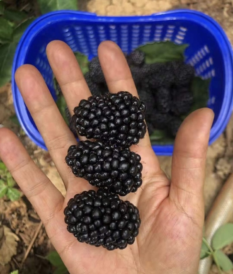 黑树莓苗黑莓苗抗寒品种冬季户外自然过冬特大果