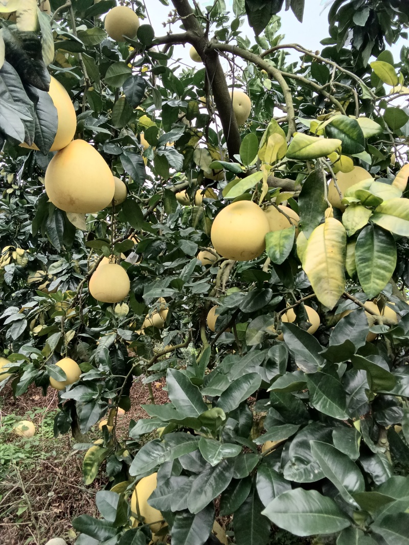 平和县白心柚