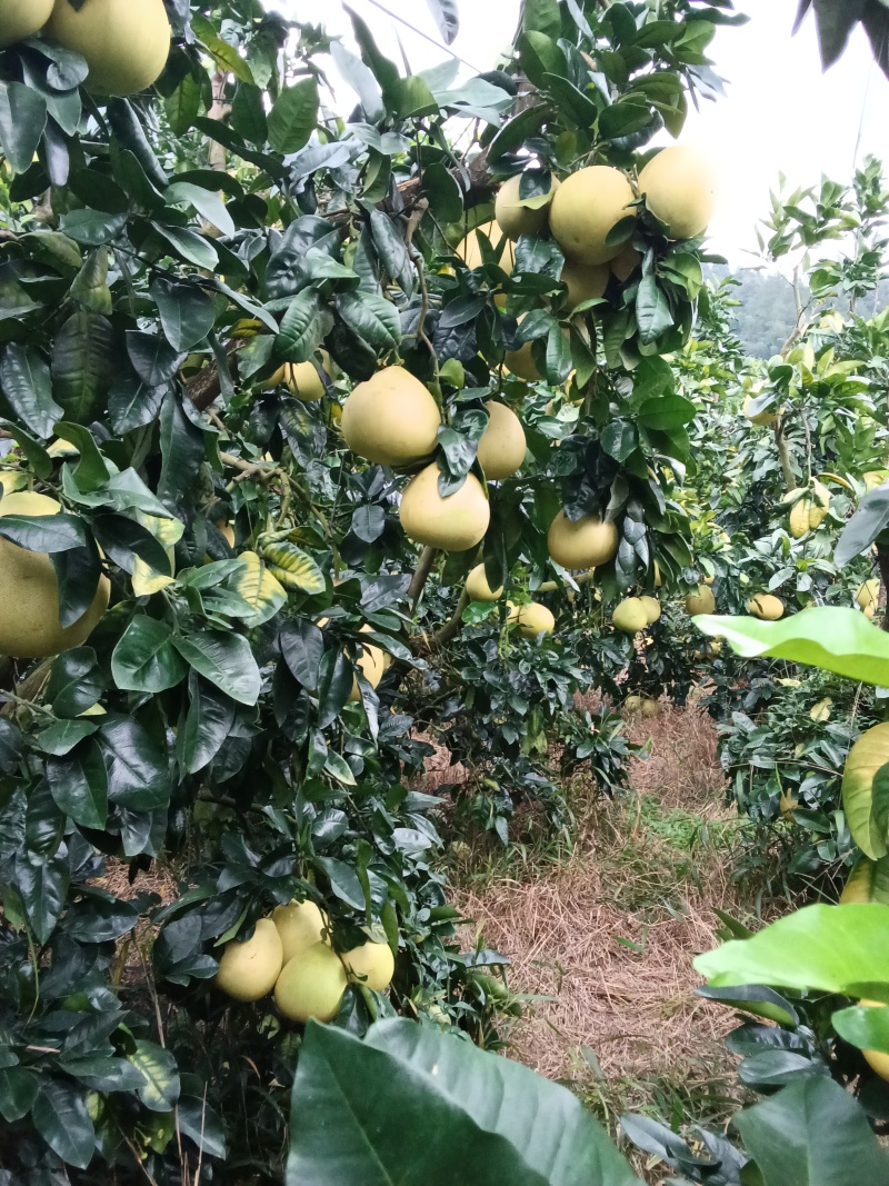 平和县白心柚