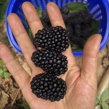 黑树莓苗黑莓苗抗寒品种冬季户外自然过冬特大果