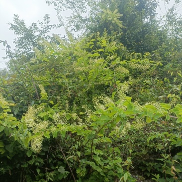 蜂蜜