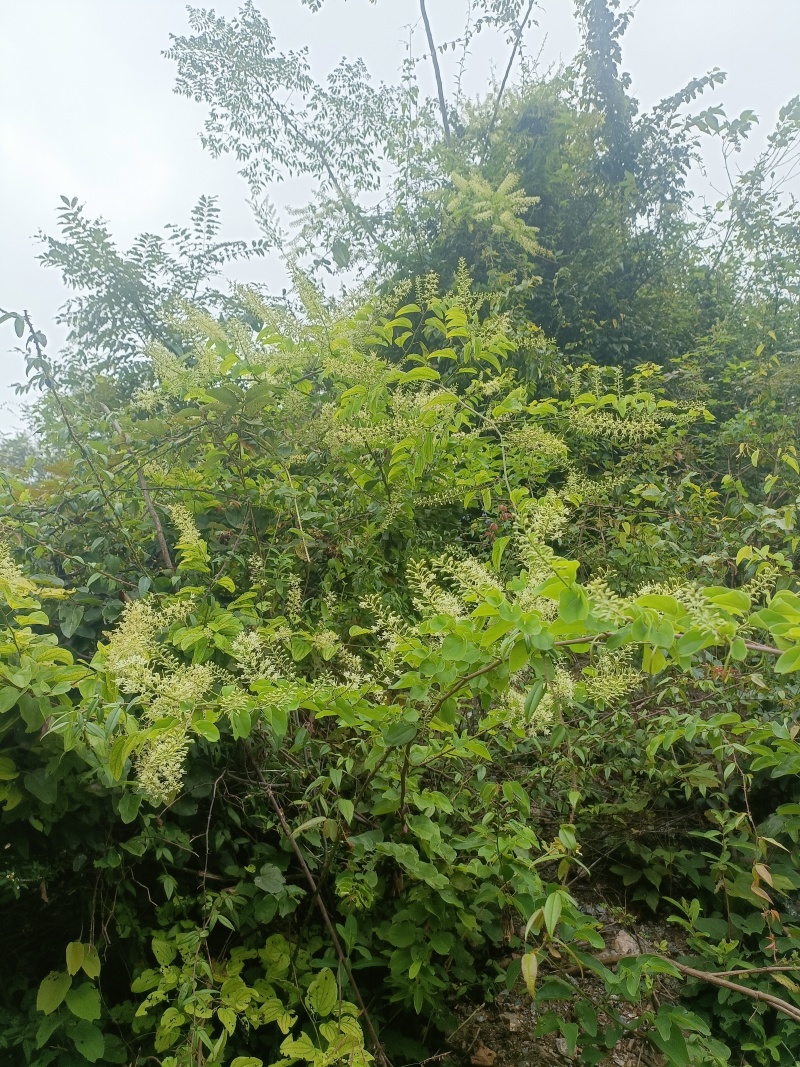 蜂蜜