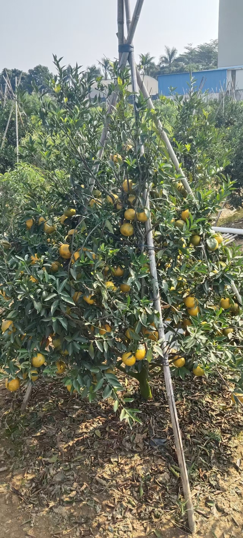 新会陈皮鲜果