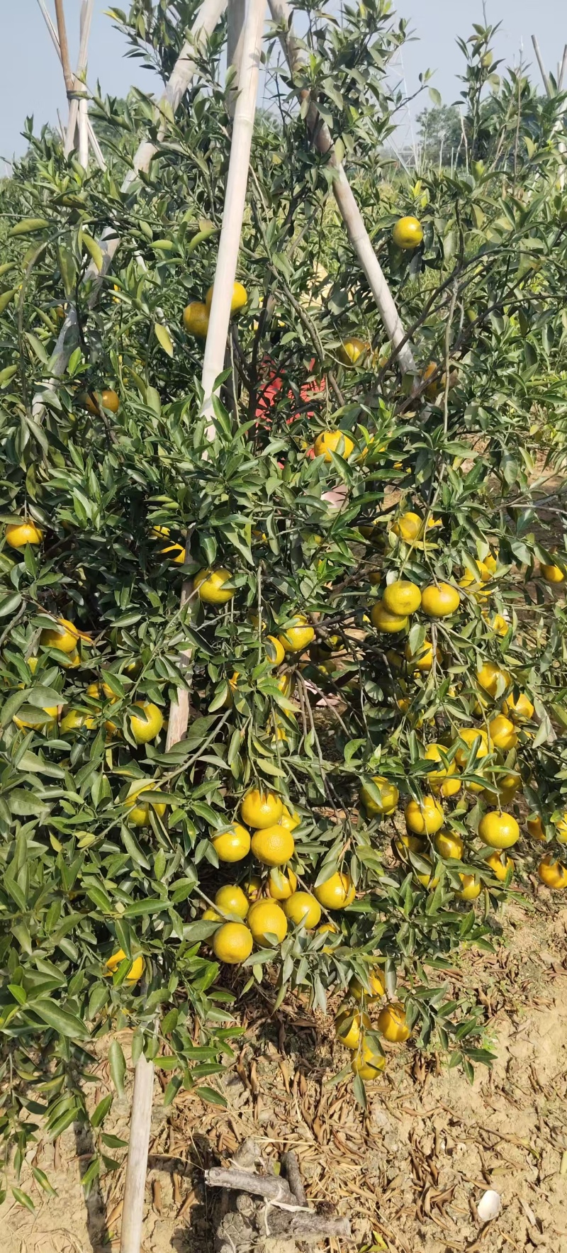 新会陈皮鲜果
