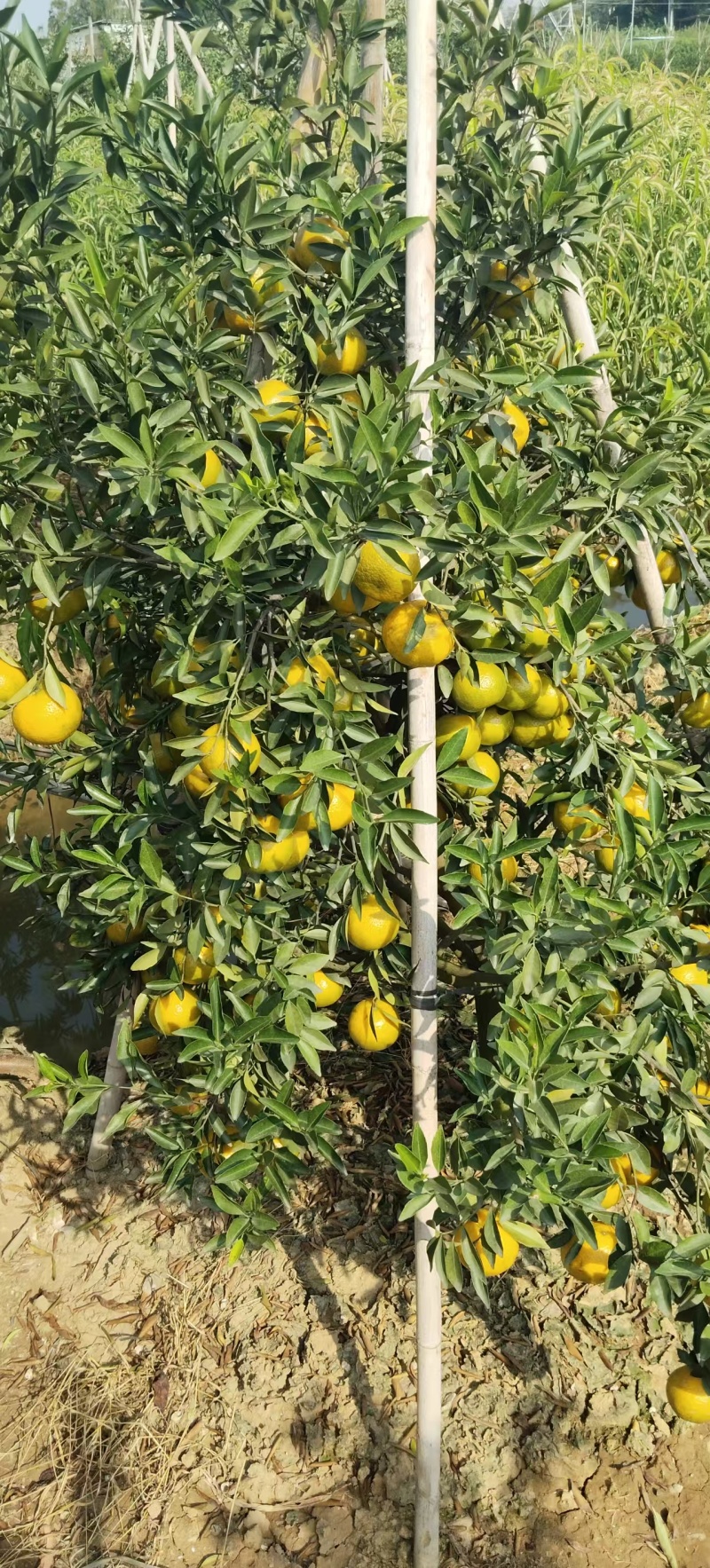 新会陈皮鲜果