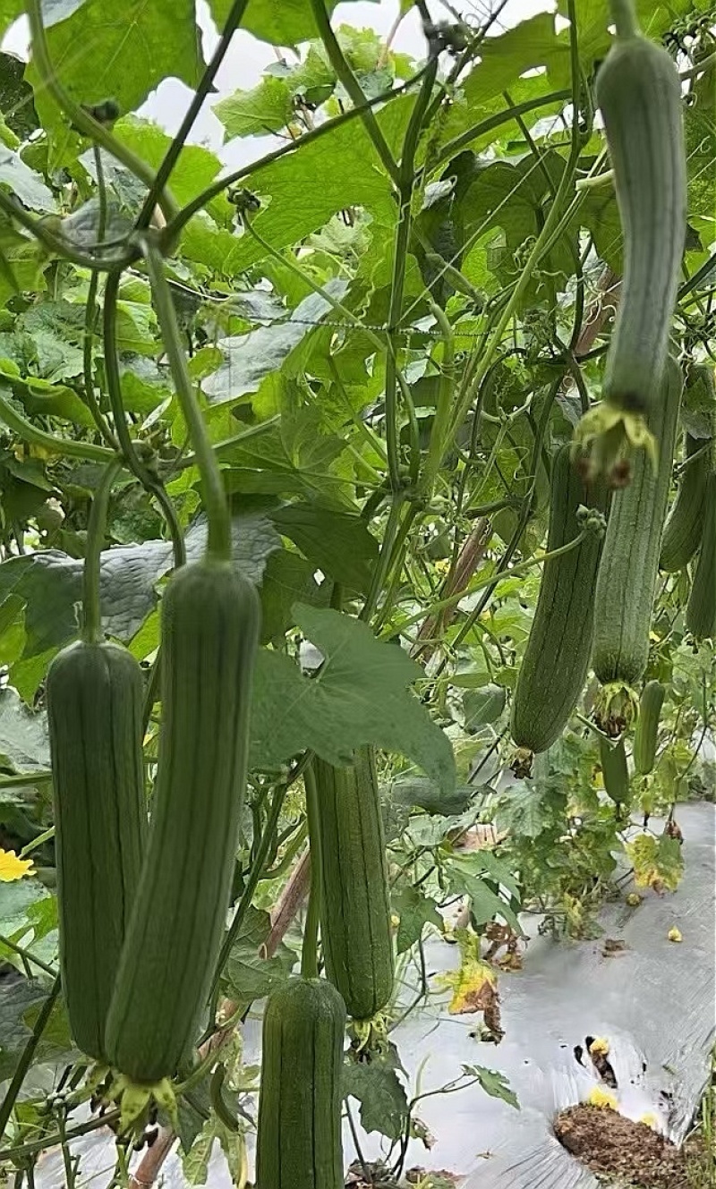 丝瓜种子青翠皮色油绿顺直强雌带瓜力强抗病高产优质