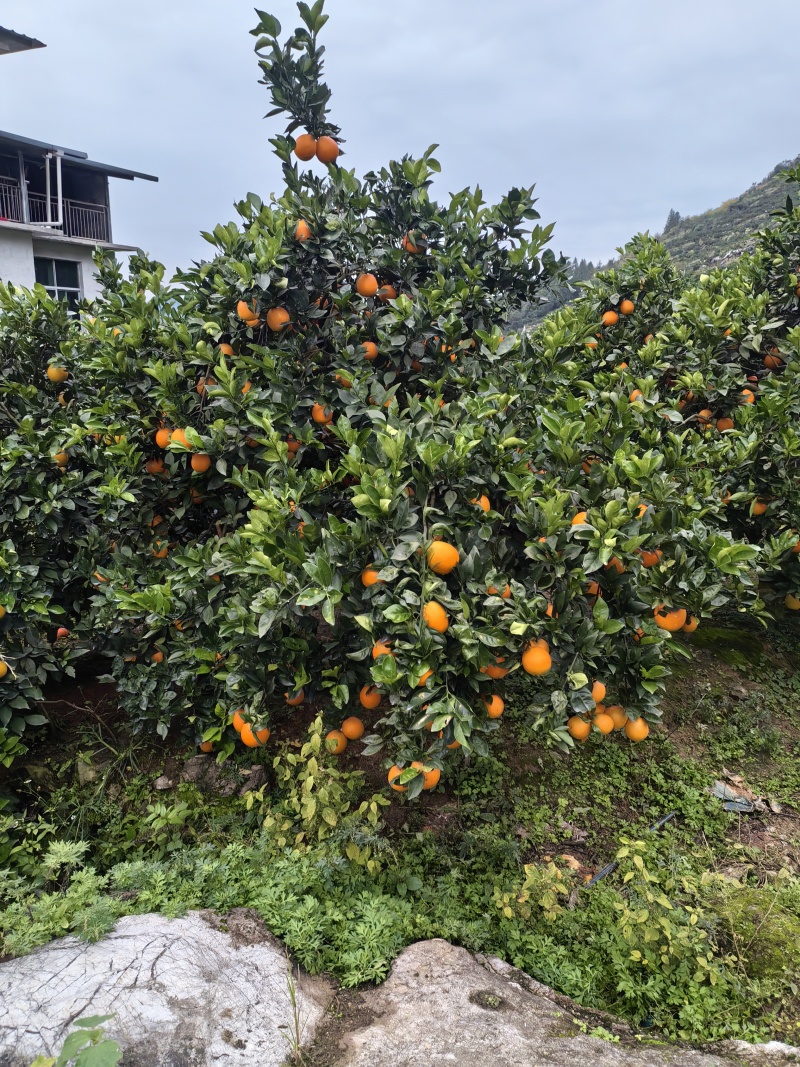 产地直销