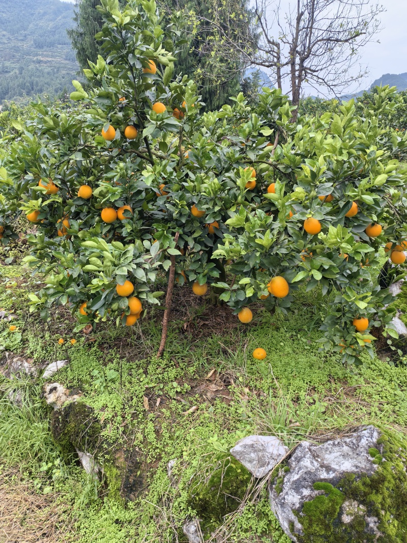 产地直销
