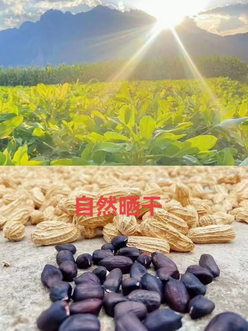 云南丽江大具黑花生