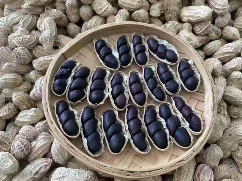 云南丽江大具黑花生