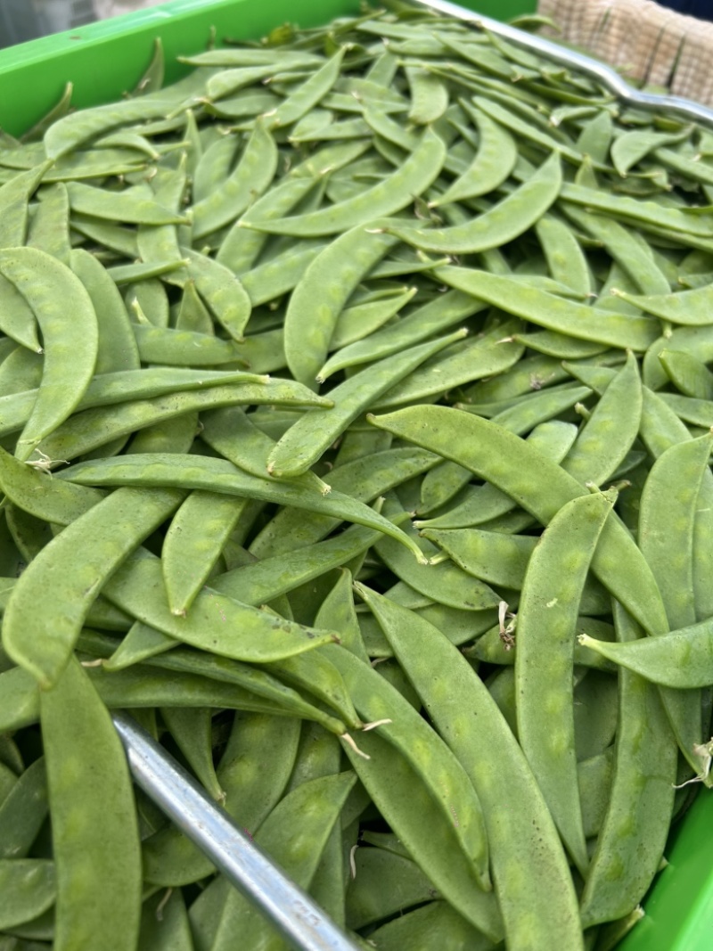 云南荷兰豆精品量大包品质全年不断货