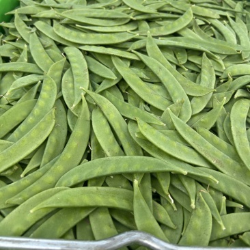 云南荷兰豆精品量大包品质全年不断货