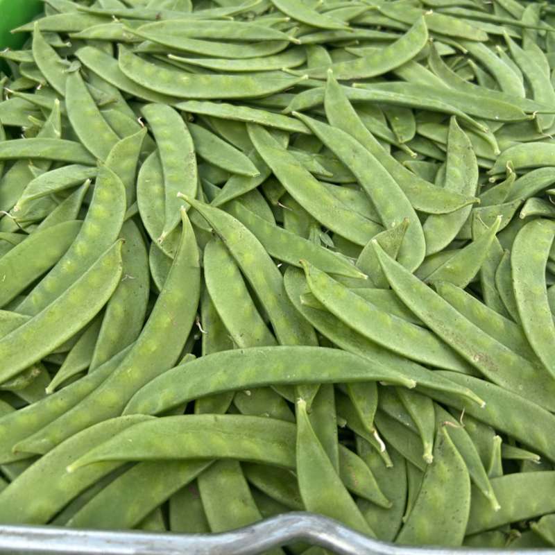 云南荷兰豆精品量大包品质全年不断货