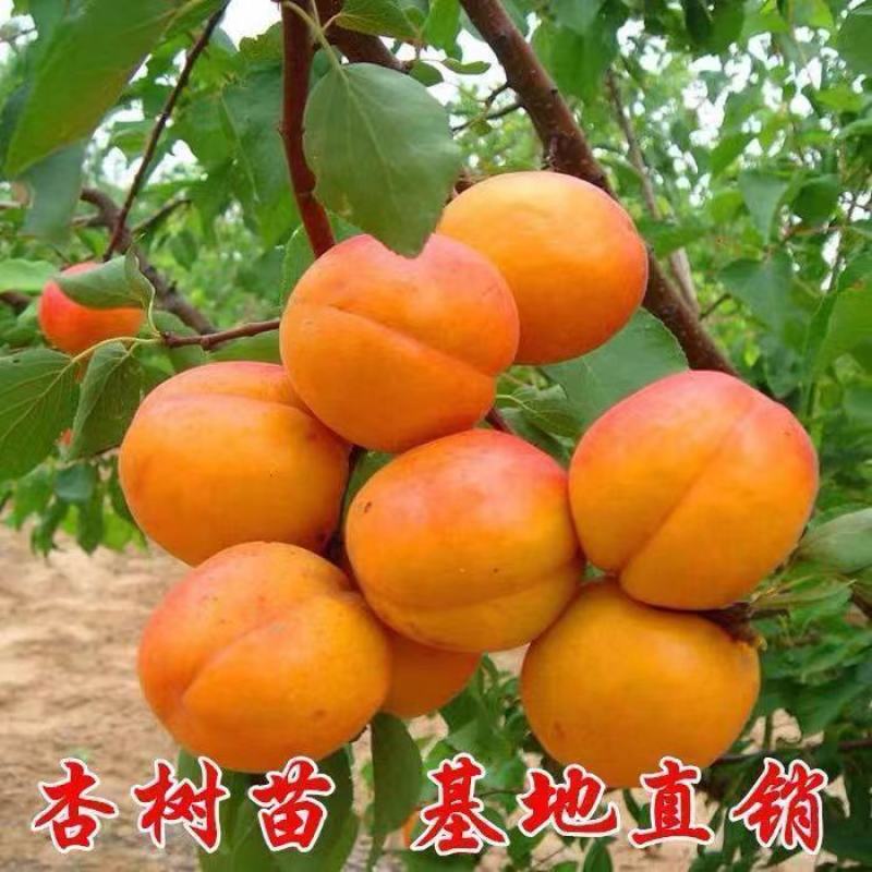 金太阳杏树苗嫁接苗南北方种植基地种苗现挖现发包成活包结果