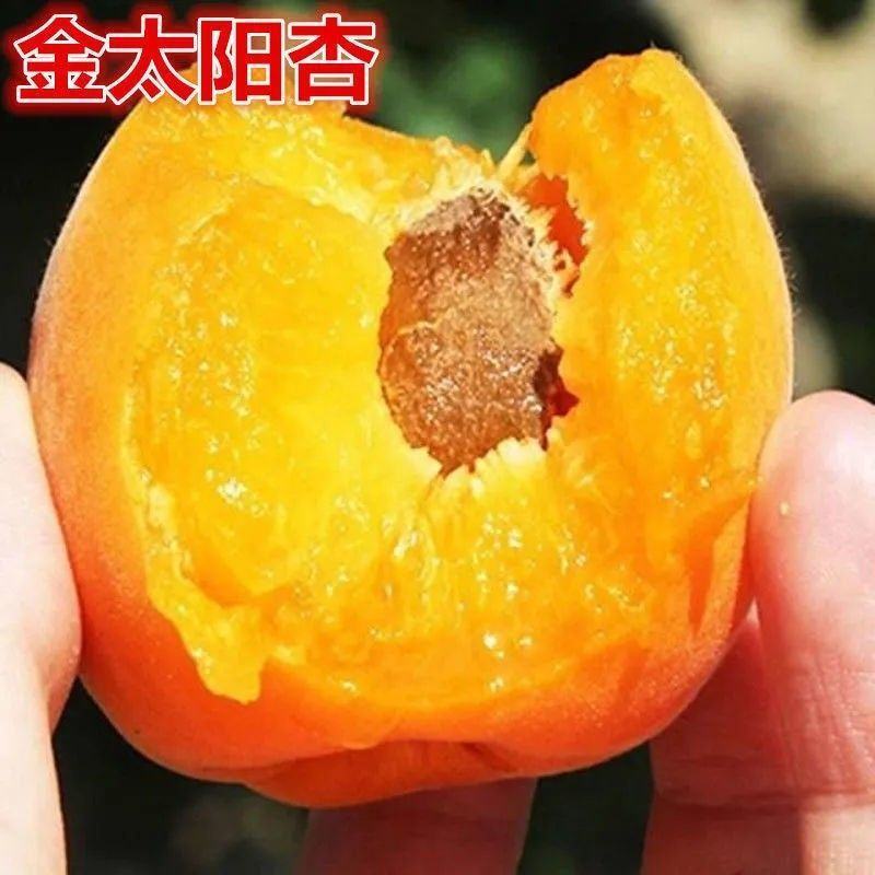 金太阳杏树苗嫁接苗南北方种植基地种苗现挖现发包成活包结果