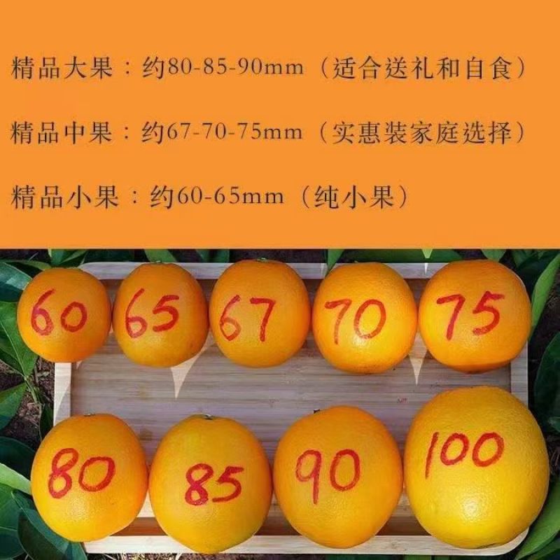 寻乌县赣南脐橙