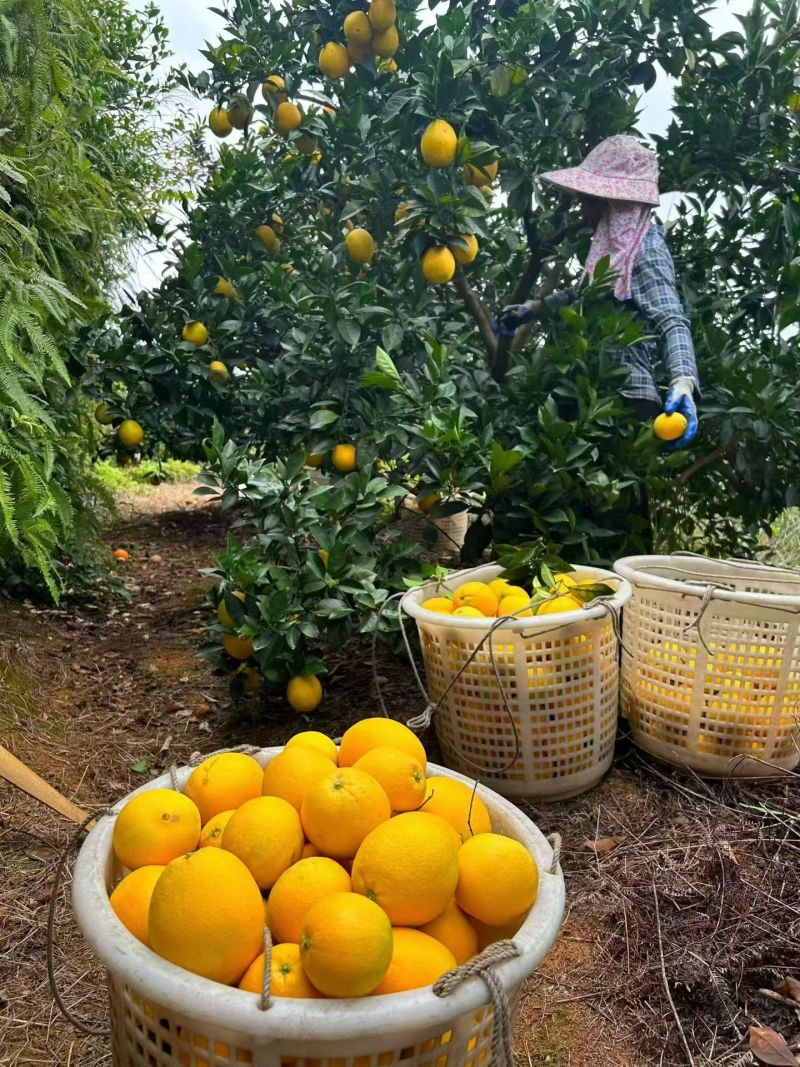 寻乌县赣南脐橙