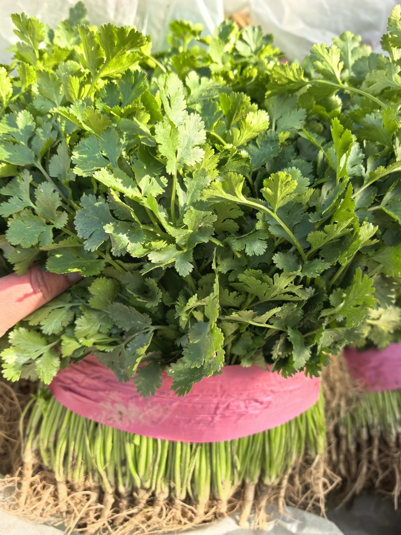铁杆青香菜