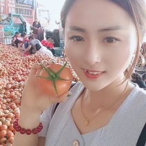 西红柿掉价中大量供应