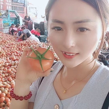 西红柿掉价中大量供应
