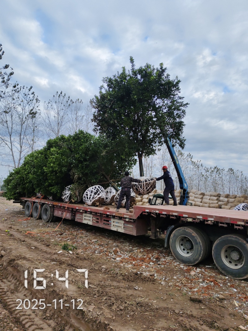 18的香橼树，香橼，大量供应，杆直冠好，苗圃打号选树