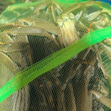 大闸蟹