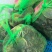 大闸蟹