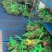 大闸蟹