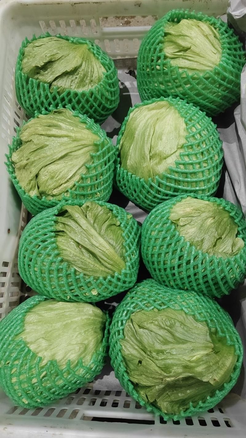 生菜球
