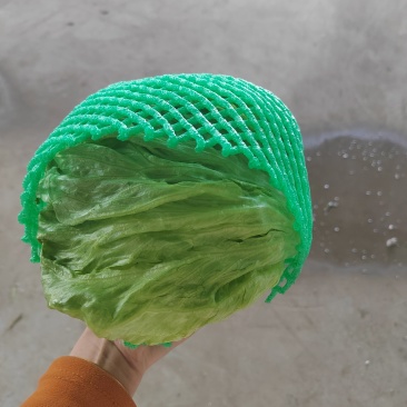 生菜球