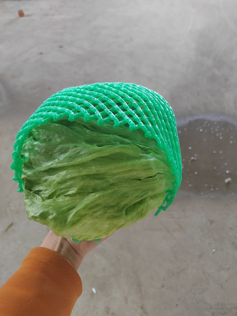 生菜球