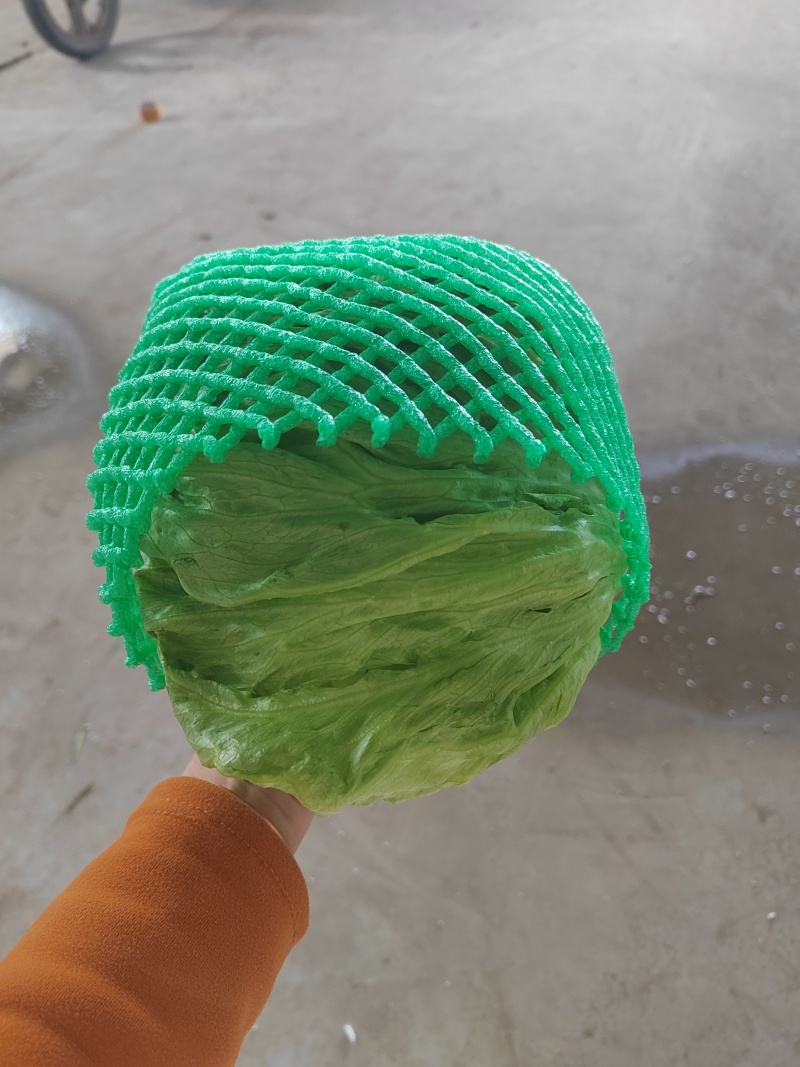 生菜球