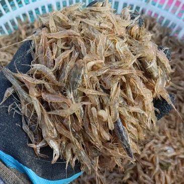 海水虾