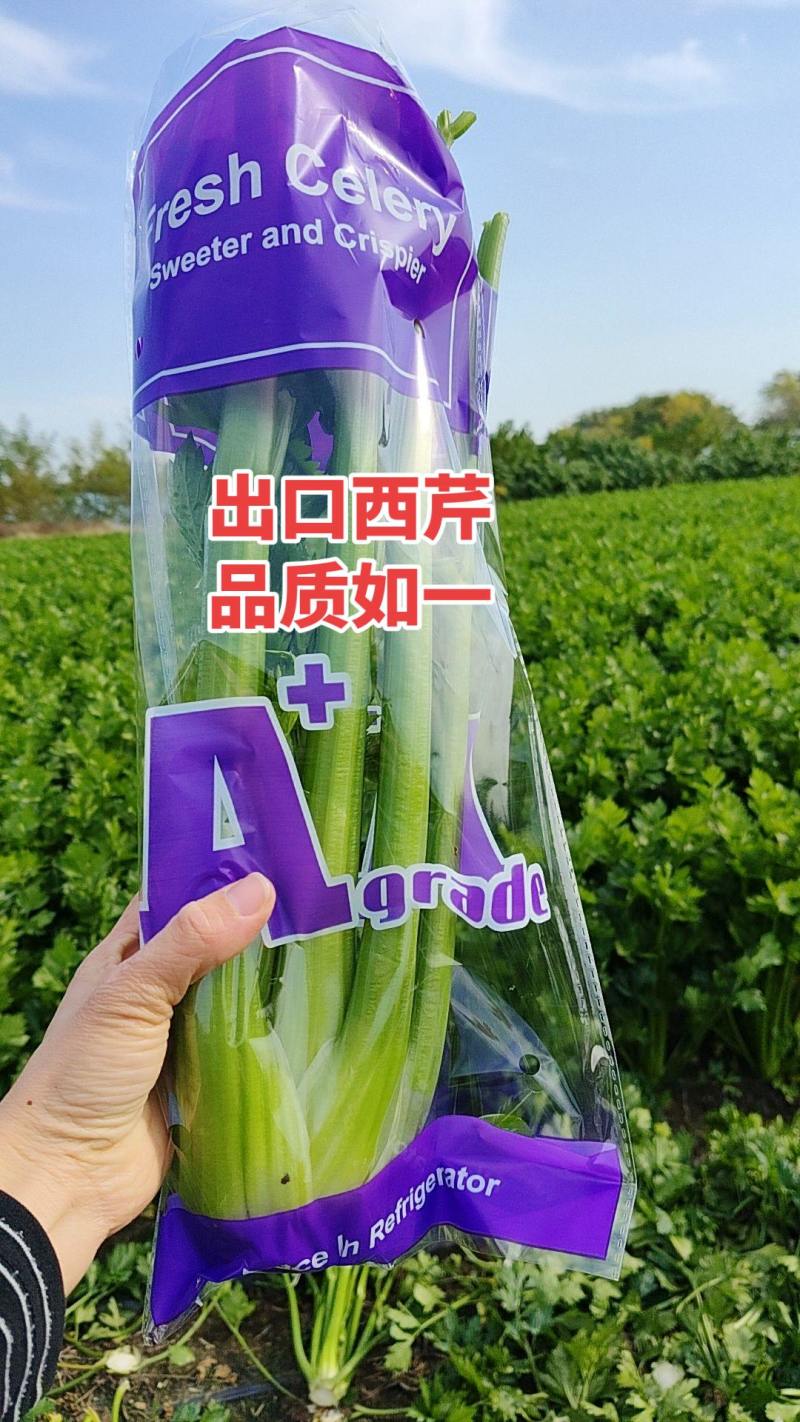 精品西芹对接出口各级市场批发.超市.电商平台全国发货